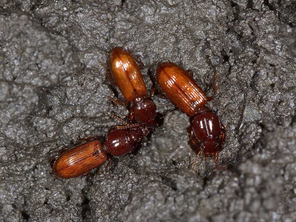 Clivina collaris?